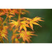 Acero Giapponese - Palma Acer. 'Katsura' - ↨40Cm - Ø19Cm
