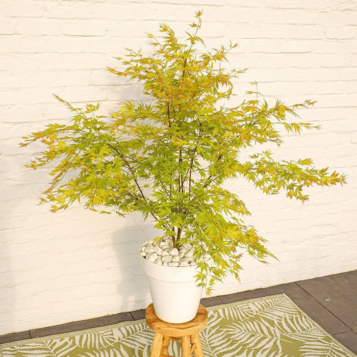 Palma Acer In Acero Giapponese. 'Orange Lace'® H40Cm