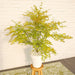 Palma Acer In Acero Giapponese. 'Orange Lace'® H40Cm