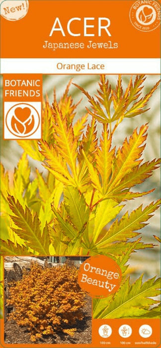 Palma Acer In Acero Giapponese. 'Orange Lace'® H40Cm