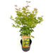 Palma Acer In Acero Giapponese. 'Orange Lace'® H40Cm