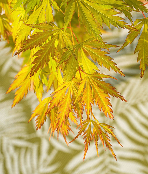 Palma Acer In Acero Giapponese. 'Orange Lace'® H40Cm