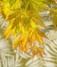 Palma Acer In Acero Giapponese. 'Orange Lace'® H40Cm