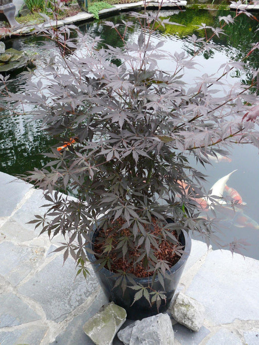 Acero Giapponese - Acer Palm. 'Sumi-Nagashi' - ↨130Cm - Ø30Cm - Pianta Da Esterno