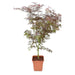Acero Giapponese - Acer Palm. 'Sumi-Nagashi' - ↨130Cm - Ø30Cm - Pianta Da Esterno