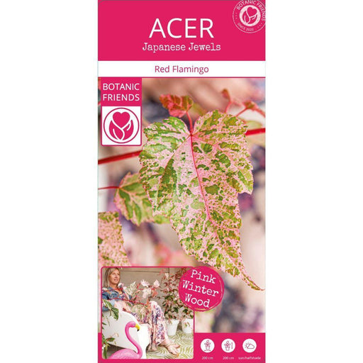 Acero Giapponese - Acer 'Red Flamingo' - ↨40Cm - Ø19Cm - Pianta Da Esterno