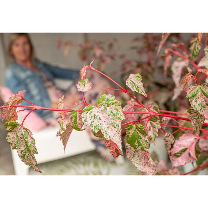 Acero Giapponese - Acer 'Red Flamingo' - ↨40Cm - Ø19Cm - Pianta Da Esterno