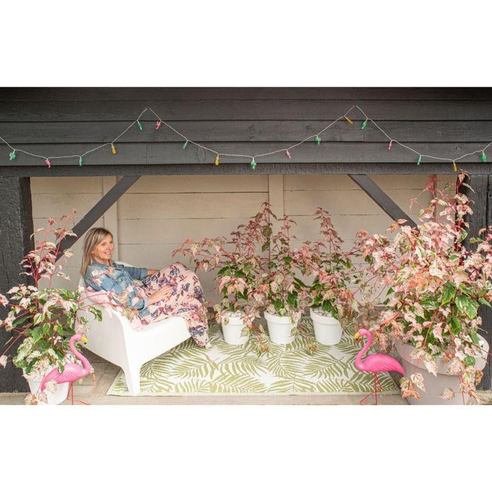 Acero Giapponese - Acer 'Red Flamingo' - ↨40Cm - Ø19Cm - Pianta Da Esterno