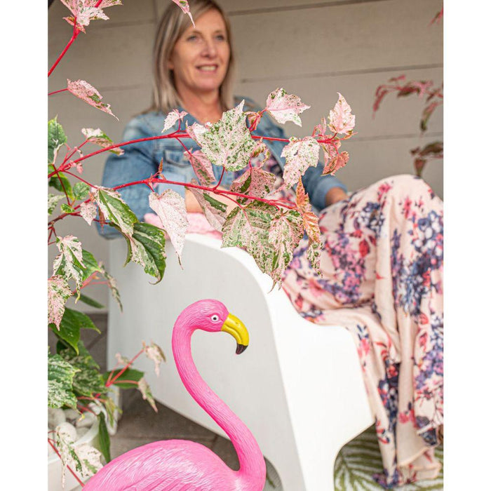 Acero Giapponese - Acer 'Red Flamingo' - ↨40Cm - Ø19Cm - Pianta Da Esterno