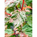 Acero Giapponese - Acer 'Red Flamingo' - ↨40Cm - Ø19Cm - Pianta Da Esterno