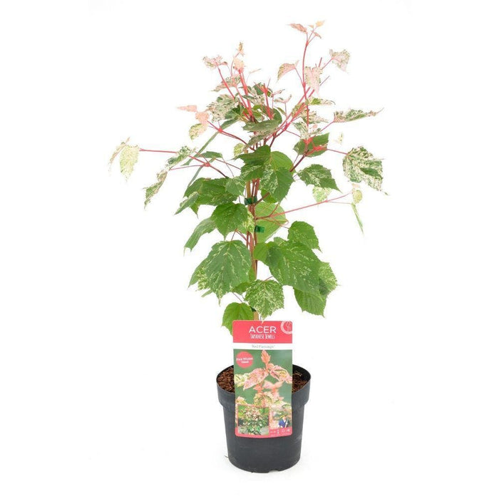 Acero Giapponese - Acer 'Red Flamingo' - ↨40Cm - Ø19Cm - Pianta Da Esterno