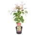 Acero Giapponese - Acer 'Red Flamingo' - ↨40Cm - Ø19Cm - Pianta Da Esterno