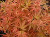 Acero Giapponese - Acer 'Wilson'S Pink Dwarf' - ↨40Cm - Ø19Cm - Esterno