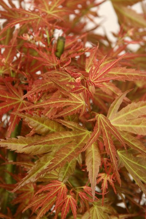 Acero Giapponese - Acer 'Wilson'S Pink Dwarf' - ↨40Cm - Ø19Cm - Esterno