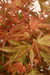 Acero Giapponese - Acer 'Wilson'S Pink Dwarf' - ↨40Cm - Ø19Cm - Esterno