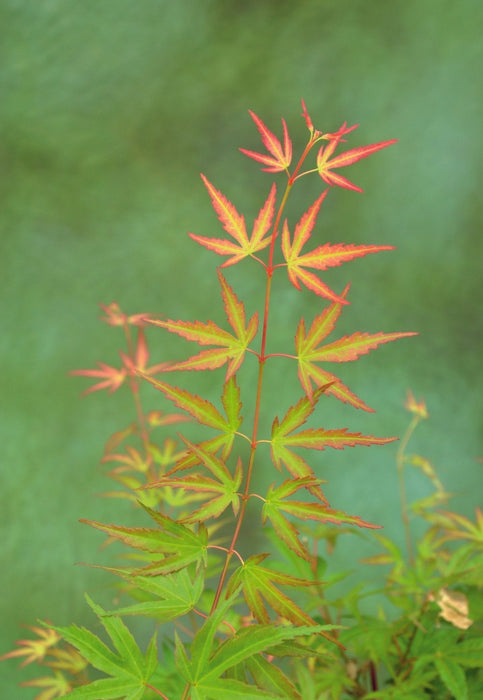 Acero Giapponese - Acer 'Wilson'S Pink Dwarf' - ↨40Cm - Ø19Cm - Esterno