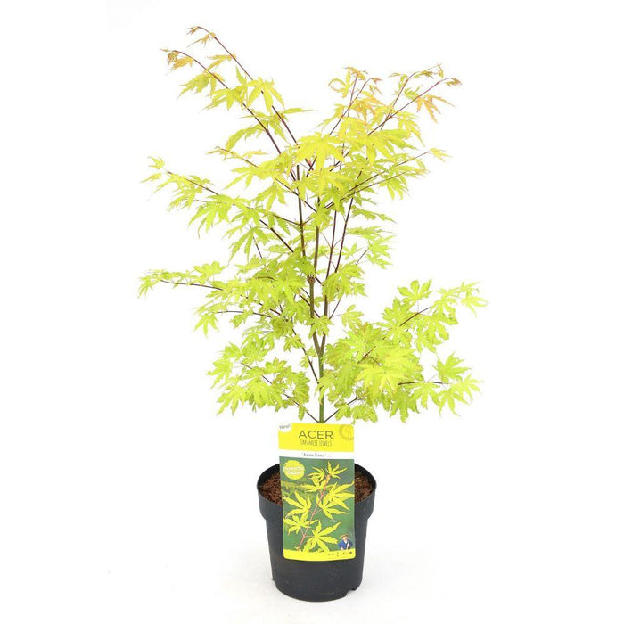 Acero Giapponese 'Anne Irene'® - ↨40Cm - Ø19Cm - Pianta Da Esterno