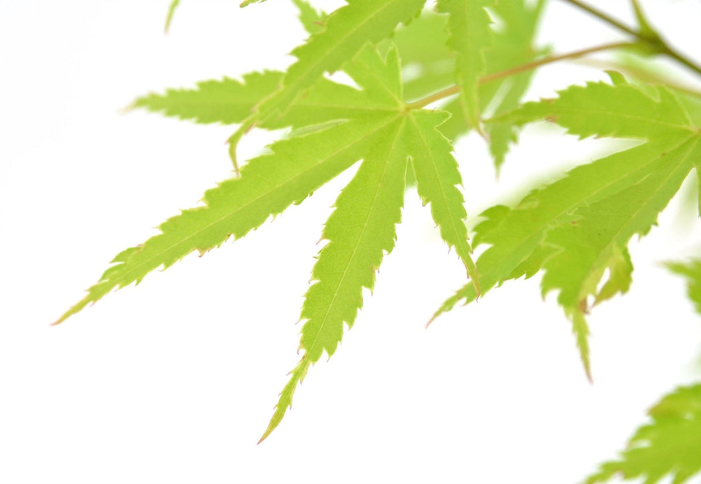 Acero Giapponese 'Anne Irene'® - ↨40Cm - Ø19Cm - Pianta Da Esterno