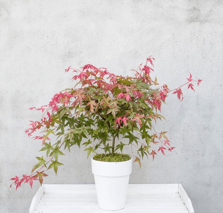 Acero Giapponese 'Beni-Macai' - ↨40Cm - Ø19Cm - Pianta Da Esterno