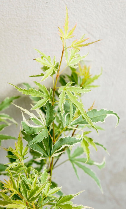 Acero Giapponese 'Butterfly' - ↨40 Cm - Ø19 Cm - Pianta Da Esterno