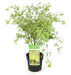 Acero Giapponese 'Butterfly' - ↨40 Cm - Ø19 Cm - Pianta Da Esterno