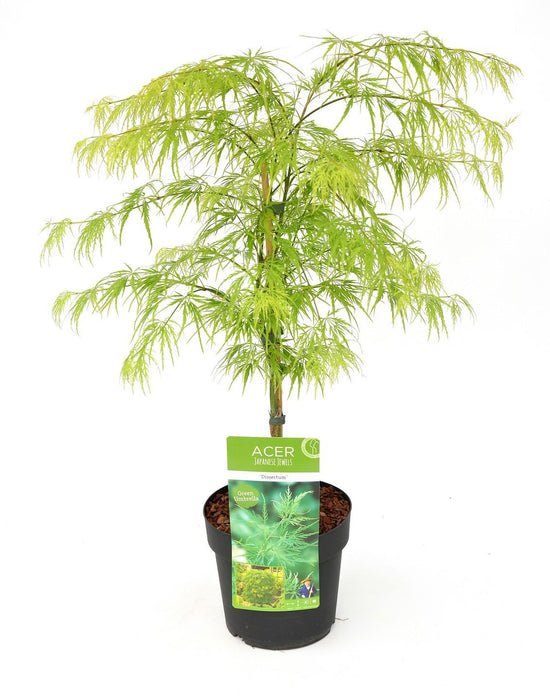 Acero Giapponese 'Dissectum' - ↨40Cm - Ø19Cm - Pianta Da Esterno