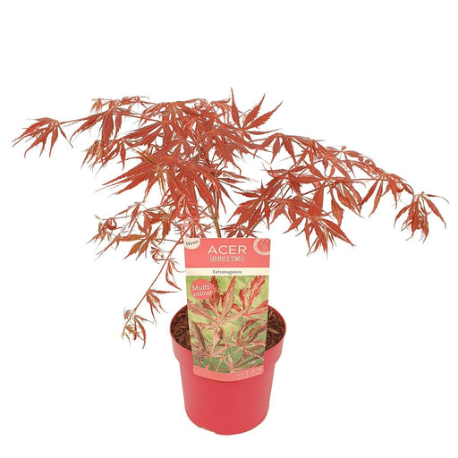 Acero Giapponese 'Extravaganza'® - ↨40Cm - Ø19Cm - Pianta Da Esterno
