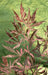 Acero Giapponese 'Extravaganza'® - ↨40Cm - Ø19Cm - Pianta Da Esterno