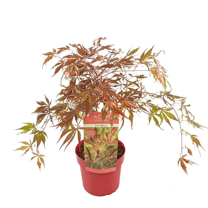 Acero Giapponese 'Extravaganza'® - ↨40Cm - Ø19Cm - Pianta Da Esterno