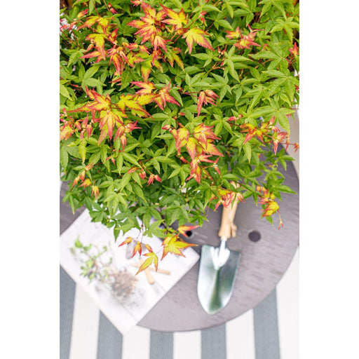 Acero Giapponese 'Little Princess' - ↨30Cm - Ø19Cm - Pianta Da Esterno