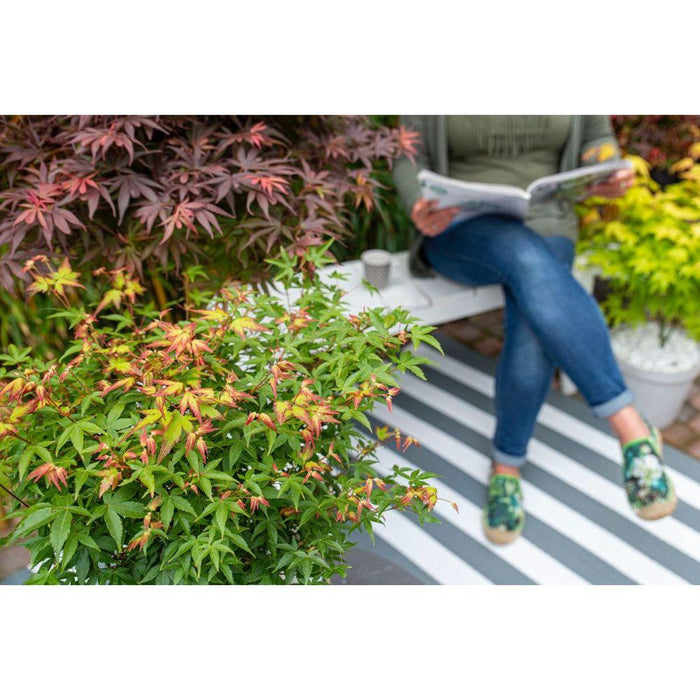 Acero Giapponese 'Little Princess' - ↨30Cm - Ø19Cm - Pianta Da Esterno