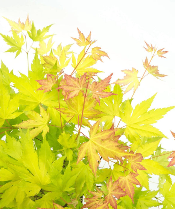 Acero Giapponese 'Orange Dream' - ↨30Cm - Ø15Cm - Pianta Da Esterno