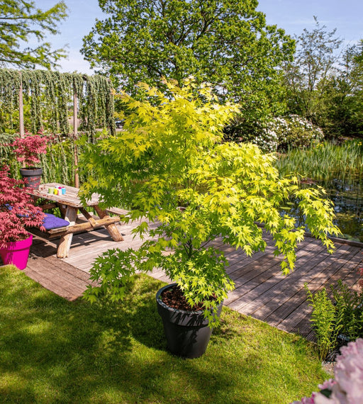 Acero Giapponese 'Orange Dream' - ↨30Cm - Ø15Cm - Pianta Da Esterno