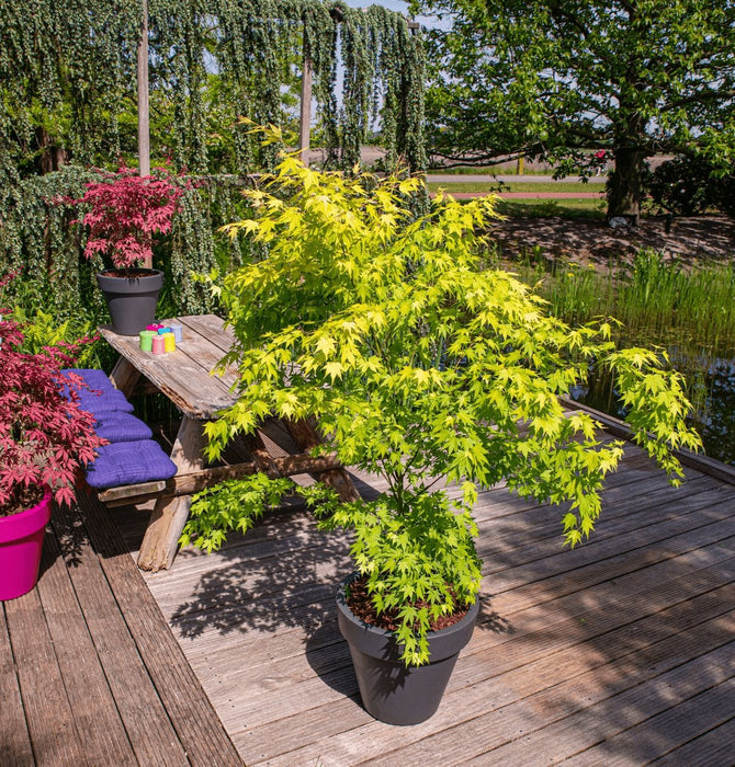 Acero Giapponese 'Orange Dream' - ↨40 Cm - Ø19 Cm - Pianta Da Esterno