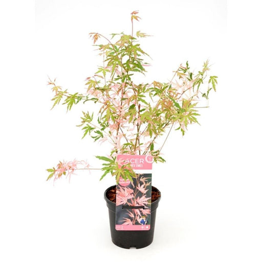 Acero Giapponese 'Taylor'® - ↨20Cm - Ø13Cm - Pianta Da Esterno
