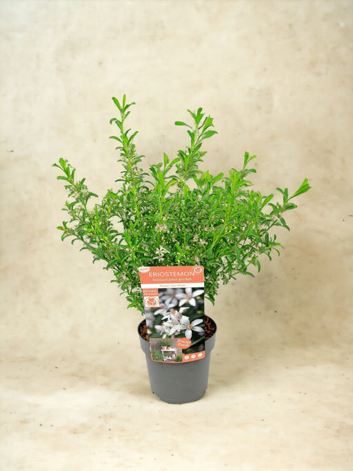 Eriostemon Fiori In Cera Bianca D17Cm H50Cm- Ø17Cm - ↕50Cm