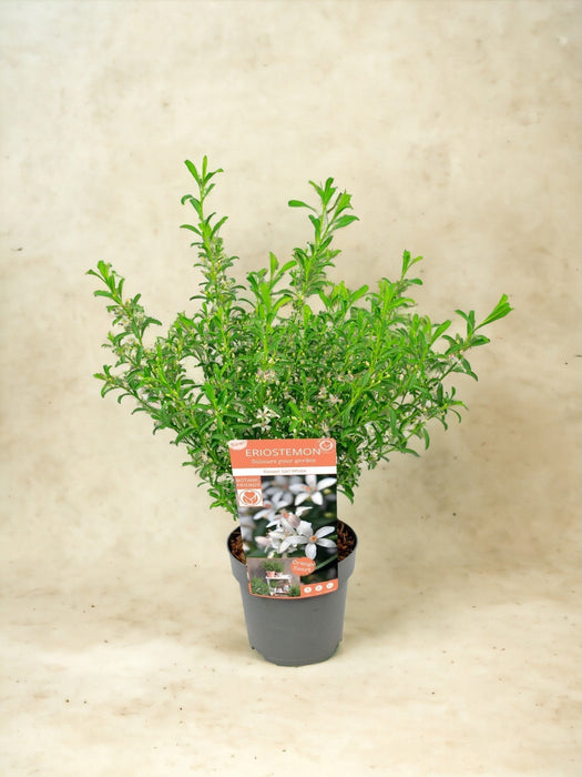 Eriostemon Fiori In Cera Bianca D17Cm H50Cm- Ø17Cm - ↕50Cm