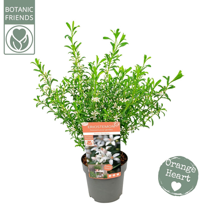 Eriostemon Fiori In Cera Bianca D17Cm H50Cm- Ø17Cm - ↕50Cm