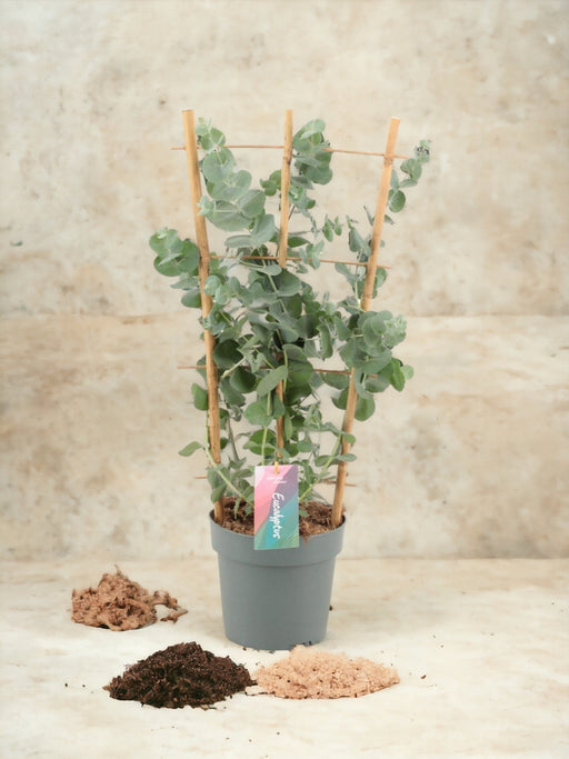 Eucalipto Cinerea Argento D17Cm H60Cm