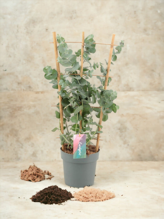 Eucalipto Cinerea Argento D17Cm H60Cm