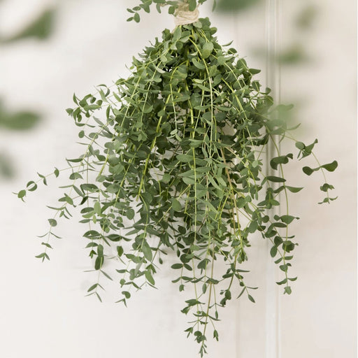 Eucalipto Parvifolia - ↨30Cm - Ø17Cm - Pianta Da Esterno