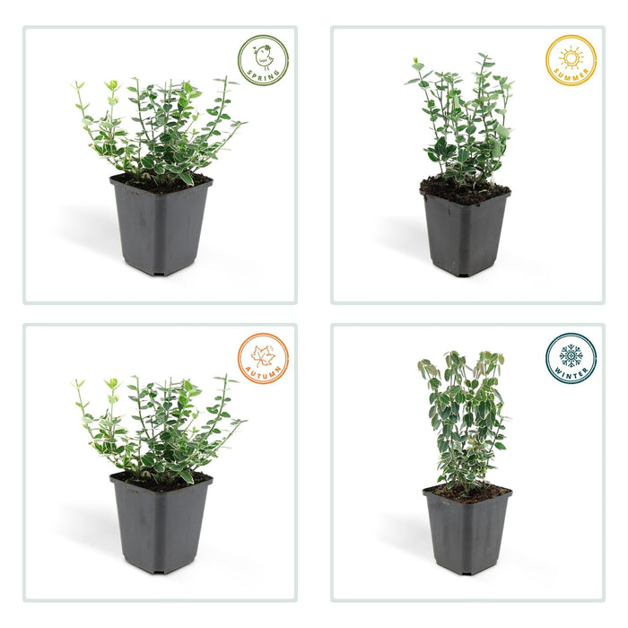 Euonymus 'Emerald 'N Gaity' - Set Di 6