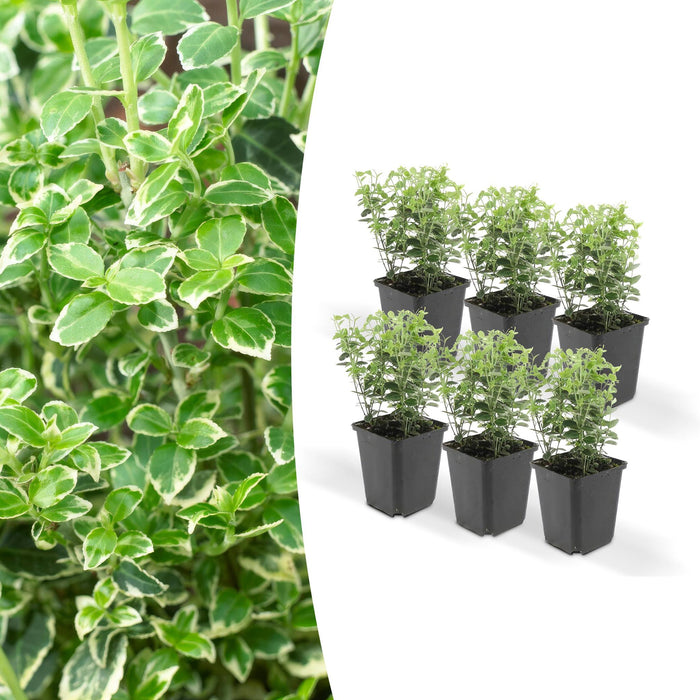 Euonymus 'Emerald 'N Gaity' - Set Di 6