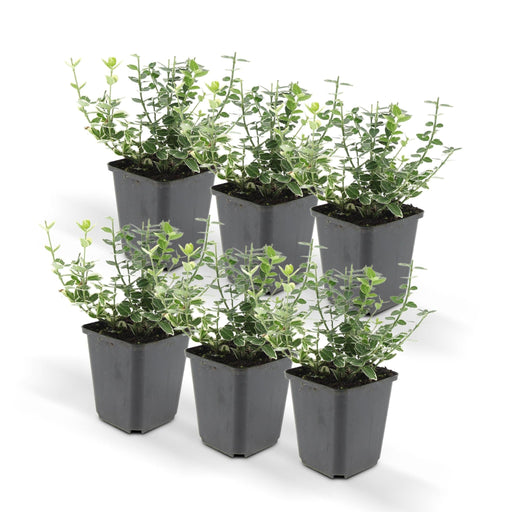 Euonymus 'Emerald 'N Gaity' - Set Di 6