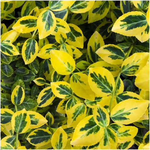 Euonymus Fortunei 'Emerald Gold' - Set Di 6