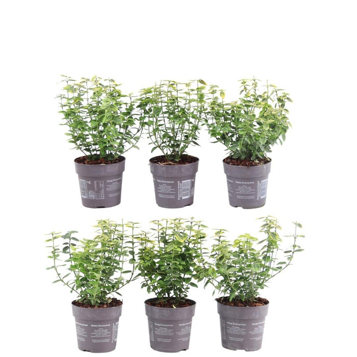 Euonymus Fortunei 'Emerald Gold' - Set Di 6