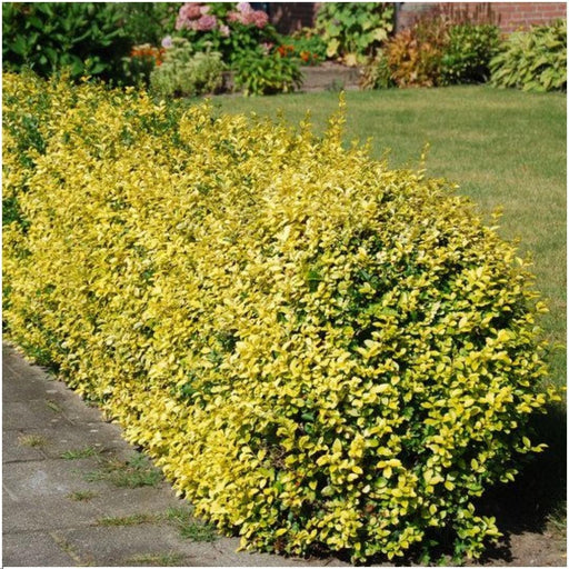 Euonymus Fortunei 'Emerald Gold' - Set Di 6
