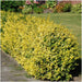 Euonymus Fortunei 'Emerald Gold' - Set Di 6