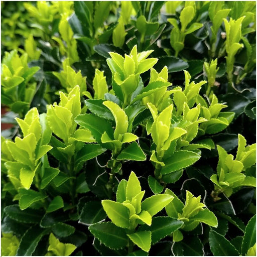 Euonymus Japonicus 'Guglia Verde' - Set Di 6