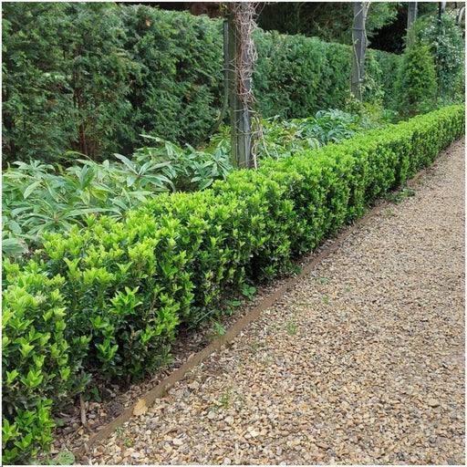 Euonymus Japonicus 'Guglia Verde' - Set Di 6